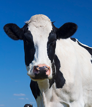 Cow