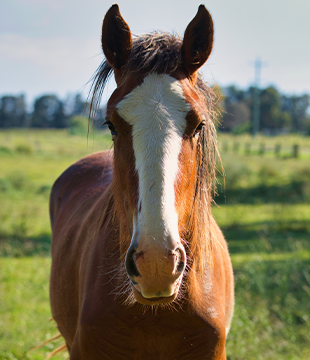 Horse