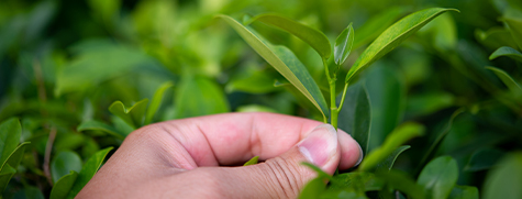 Let's sip sustainably from our certified organic tea farms & gardens