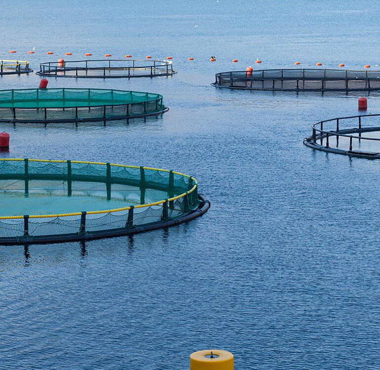 Aqovo Aqua Farm & Fishery Services WordPress Theme