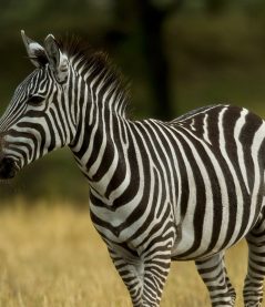 zebra